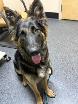 Magenta -  German Shepherd Dog and Mixed Breed Dog for Adoption in Roseville, California - Magenta | PetCurious