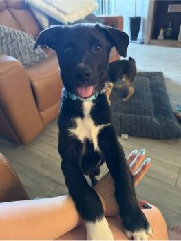 Rescue Terrier and Mixed Breed Dogs for Adoption in Boerne, Texas - Trey | PetCurious