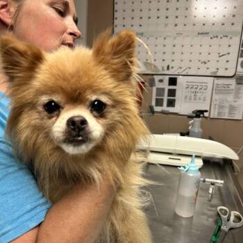 Jake -  Pomeranian Dog for Adoption in Newport, North Carolina - Jake | PetCurious
