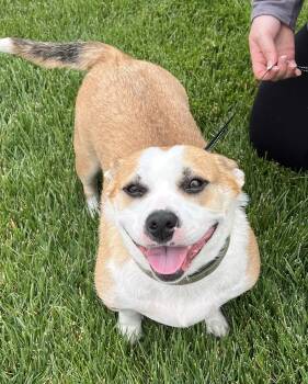 Sally Mae -  Corgi and Pit Bull Terrier Dog for Adoption in Lincoln, Nebraska - Sally Mae | PetCurious