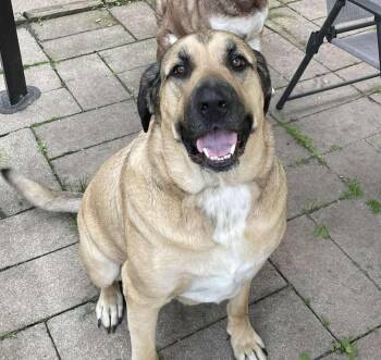 Rescue Mastiff and Great Pyrenees Dogs for Adoption in Clarion, Iowa - Diesel | PetCurious