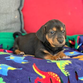 Ozzy -  Mixed Breed Dog for Adoption in Branson, Missouri - Ozzy | PetCurious