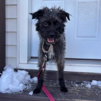 Terrier Dogs Available for Adoption - JORDAN STOLZ | PetCurious