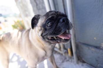 Pugsley -  Pug Dog for Adoption in Santa Rosa, California - Pugsley | PetCurious