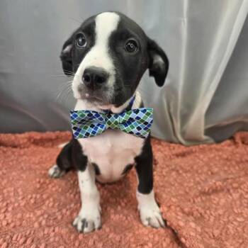 Australian Cattle Dog Blue Heeler Dogs Available for Adoption in Foley, Alabama - Steven | PetCurious