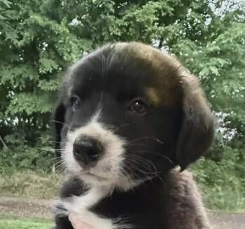 Black Labrador Retriever and Flat Coated Retriever Dogs Available for Adoption in Andover, Massachusetts - Onyx Sparkly | PetCurious