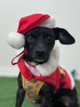Chihuahua and Mixed Breed Dogs Available for Adoption - Dory | PetCurious