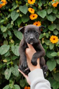 Labrador Retriever and Jindo Dogs Available for Adoption in San Diego, California - Ricotta | PetCurious