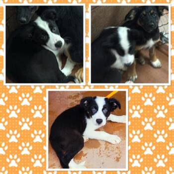 JASPER -  Border Collie and Shepherd Dog for Adoption in Buckhannon, West Virginia - JASPER | PetCurious