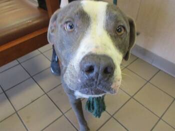 Rescue Staffordshire Bull Terrier Dogs for Adoption in Ocala, Florida - A369747 | PetCurious