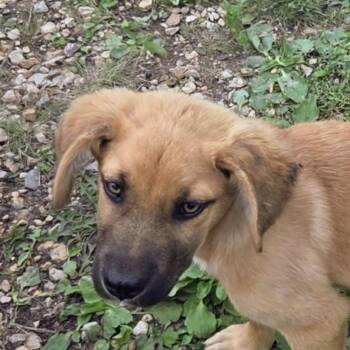 Potsie (20260920-04) -  Labrador Retriever Dog for Adoption in Niagara Falls, Ontario - Potsie (20260920-04) | PetCurious
