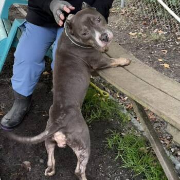 Trendy -  Pit Bull Terrier Dog for Adoption in Newport, North Carolina - Trendy | PetCurious
