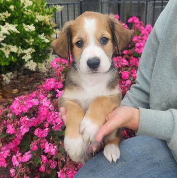 Hound and Border Collie Dogs Available for Adoption in Lathrop, California - Sol | PetCurious