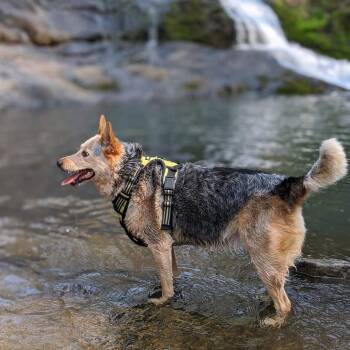 Australian Cattle Dog Blue Heeler Dogs Available for Adoption in Corvallis, Oregon - Louise | PetCurious