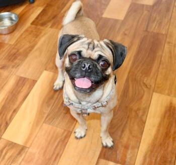 Gary -  Pug Dog for Adoption in Denver, Colorado - Gary | PetCurious