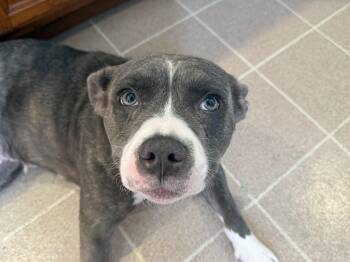 Mixed Breed Dogs Available for Adoption - Rocky | PetCurious