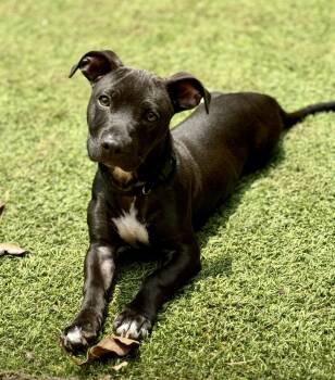 Rescue Mixed Breed Dogs for Adoption in Sandy Springs, Georgia - Otter | PetCurious