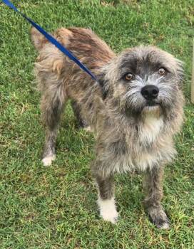 REMINGTON 425 -  Irish Wolfhound and Terrier Dog for Adoption in New Berlin, Wisconsin - REMINGTON 425 | PetCurious