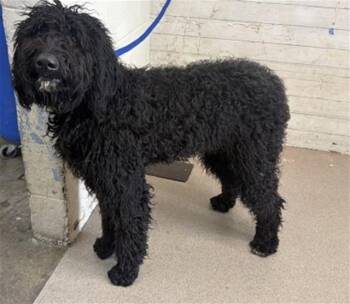 DRAKE -  Poodle Dog for Adoption in San Bernardino, California - DRAKE | PetCurious