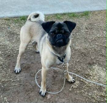 Rescue Pug Dogs for Adoption in Waunakee, Wisconsin - Yankee | PetCurious