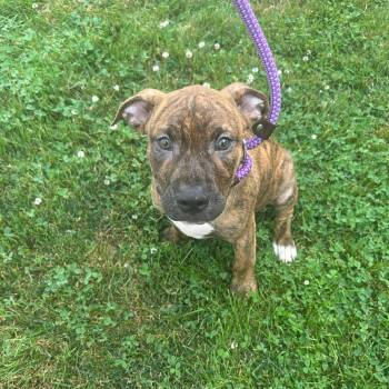 Rusty -  Pit Bull Terrier Dog for Adoption in Valparaiso, Indiana - Rusty | PetCurious