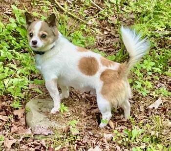 Chihuahua Dogs Available for Adoption in Berwick, Pennsylvania - Spooky | PetCurious
