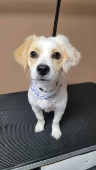 Cloe -  Cocker Spaniel Dog for Adoption in Town 