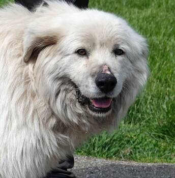 Great Pyrenees Dogs Available for Adoption in Millfield, Ohio - Birdie | PetCurious