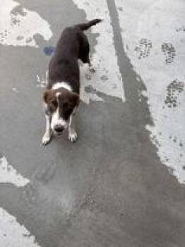 Gizmo -  Border Collie Dog for Adoption in Steamboat Springs, Colorado - Gizmo | PetCurious