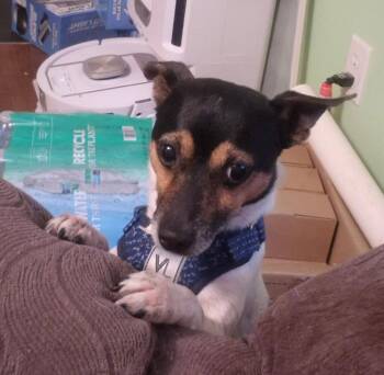 Ozzy -  Fox Terrier Dog for Adoption in Andover, Massachusetts - Ozzy | PetCurious