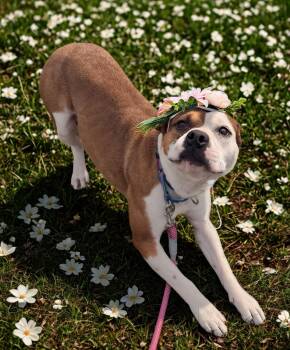 Terrier Dogs Available for Adoption - Chocolate Twist | PetCurious