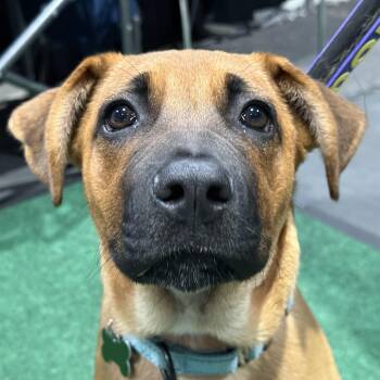 Boxer and Shepherd Dogs Available for Adoption - Valiente "Sam" | PetCurious