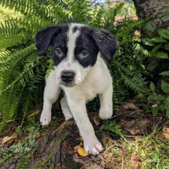 Ernie -  Border Collie and Labrador Retriever Dog for Adoption in Sanford, North Carolina - Ernie | PetCurious