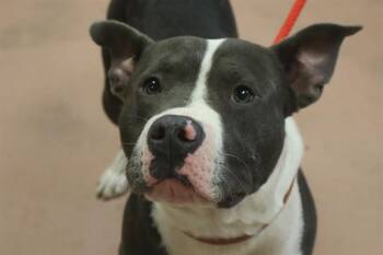 FRANKIE -  Mixed Breed Dog for Adoption in Columbia, South Carolina - FRANKIE | PetCurious