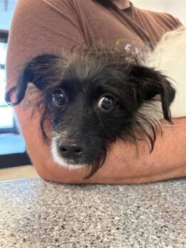 Mrs. Doubtfire -  Mixed Breed Dog for Adoption in West Chester, Pennsylvania - Mrs. Doubtfire | PetCurious