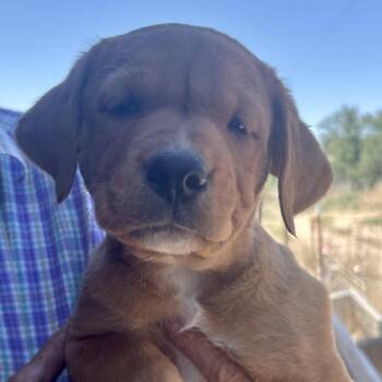 Rolo -  Labrador Retriever and Hound Dog for Adoption in Kim, Colorado - Rolo | PetCurious