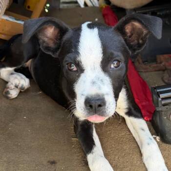 Labrador Retriever and Mixed Breed Dogs Available for Adoption in Marshall, Texas - Nebula | PetCurious