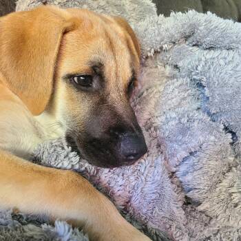Rocky D71632 -  Labrador Retriever and Mixed Breed Dog for Adoption in Minnetonka, Minnesota - Rocky D71632 | PetCurious