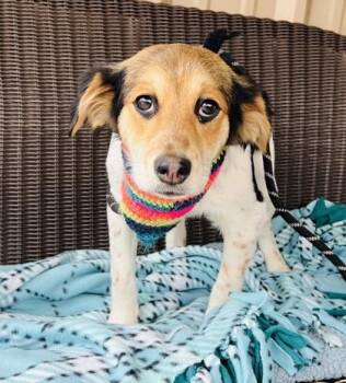 Beagle and Mixed Breed Dogs Available for Adoption - Jelly $125 Fostered | PetCurious
