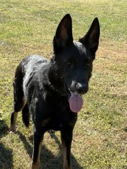 Rescue German Shepherd Dog and Mixed Breed Dogs for Adoption in Cumberland, Maryland - Raven | PetCurious