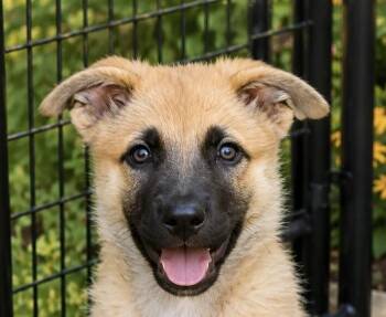 Thane -  German Shepherd Dog Dog for Adoption in Seattle, Washington - Thane | PetCurious