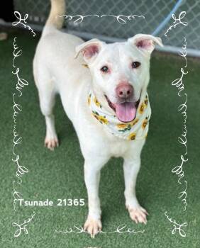 TSUNADE (see also KINPACHI) -  Siberian Husky Dog for Adoption in Marietta, Georgia - TSUNADE (see Also KINPACHI) | PetCurious