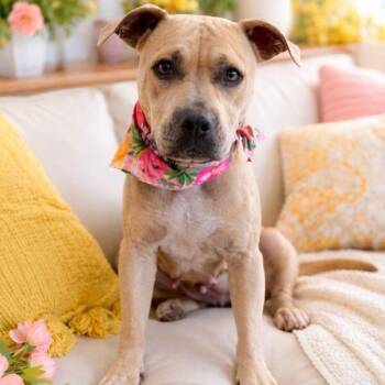 Pit Bull Terrier and Labrador Retriever Dogs Available for Adoption in Friendswood, Texas - Elphie Ever After Sweetie Bean | PetCurious