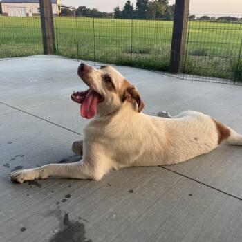 Tex -  Mixed Breed Dog for Adoption in Tulsa, Oklahoma - Tex | PetCurious