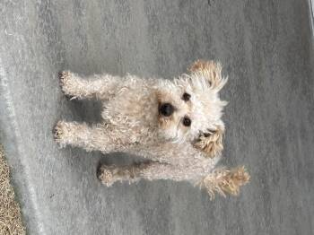 Miniature Poodle and Mixed Breed Dogs Available for Adoption - Leo | PetCurious