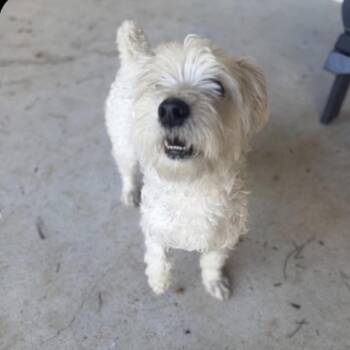 Boston -  West Highland White Terrier Westie and Mixed Breed Dog for Adoption in Baton Rouge, Louisiana - Boston | PetCurious