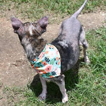 Aloe Vera -  Terrier Dog for Adoption in Beaumont, Texas - Aloe Vera | PetCurious