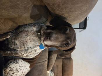 Rescue German Shorthaired Pointer Dogs for Adoption in Marion, Massachusetts - Patty | PetCurious