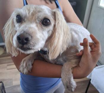 Ozzy -  Poodle and Shih Tzu Dog for Adoption in Deming, New Mexico - Ozzy | PetCurious