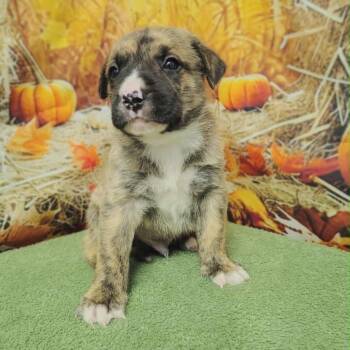 Rescue Labrador Retriever and Hound Dogs for Adoption in Griswold, Connecticut - Chicago | PetCurious